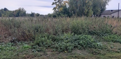 В Абдулино в ходе ОПМ «Мак» сотрудниками полиции обнаружены очаги произрастания дикорастущей конопли