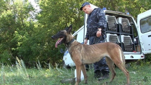 В Новосергиевском районе более 100 сотрудников полиции со служебными собаками осуществляют поиск 6-летнего ребенка 